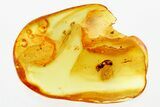 Fossil Ensign Scale Insect (Ortheziidae) in Baltic Amber #278689-1